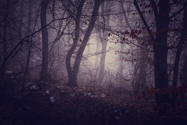 Mañana brumosa en un oscuro bosque de otoño