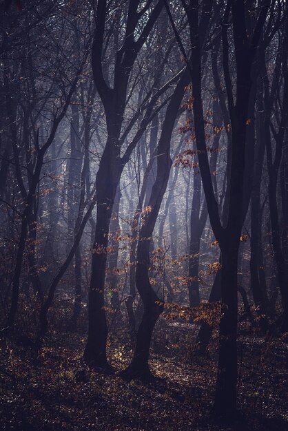 Mañana brumosa en un oscuro bosque de otoño