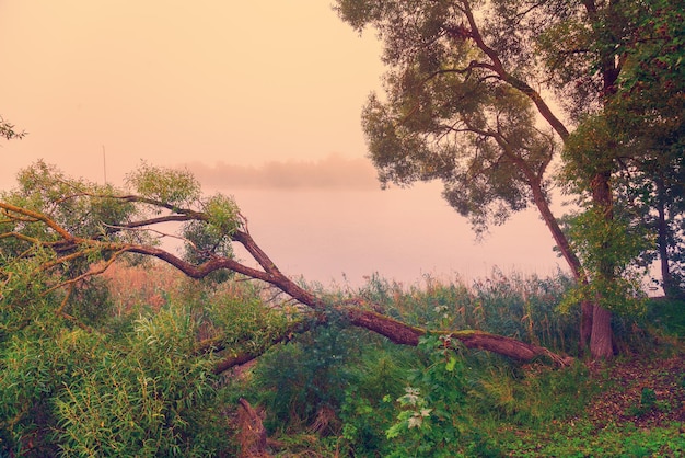 Mañana brumosa Paisaje rural Árbol en la orilla del río