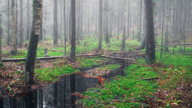 Mañana brumosa en un pantano en el paisaje forestal