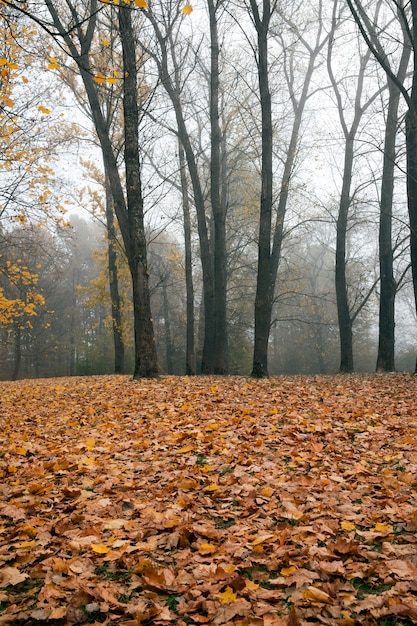 Mañana brumosa en el parque después de la caída de las hojas, temporada de otoño en medio del otoño con árboles de hoja caduca desnudos