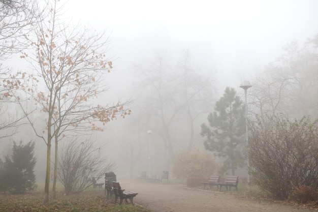 Mañana brumosa en el parque Fondo de otoño en la ciudad