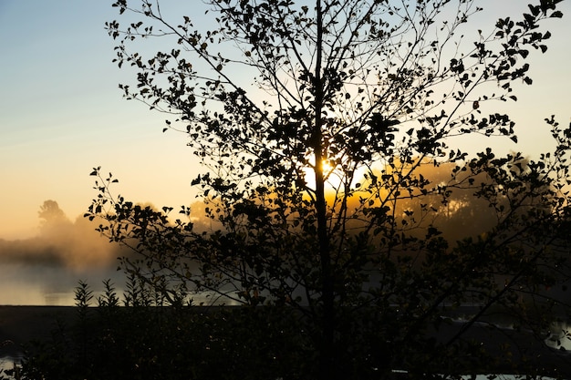 Mañana brumosa en un río europeo con hierba verde fresca bajo el sol. Los rayos del sol a través del árbol.