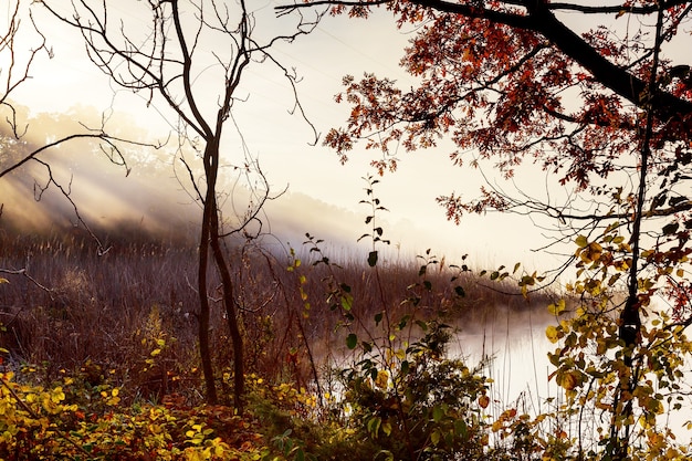 Mañana brumosa en el río. Paisaje otoñal con juncos en primer plano y árboles en segundo plano. Hermosa naturaleza en la niebla. Humor triste