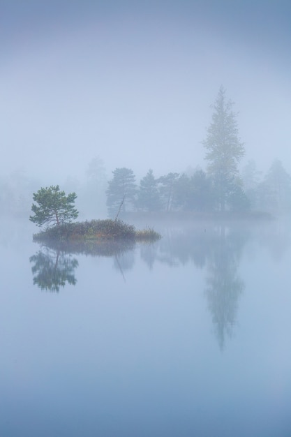 Mañana brumosa en el único pantano de Yelnya (Bielorrusia)