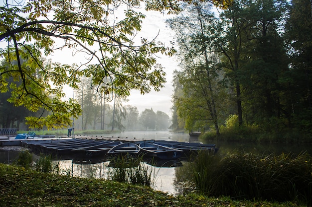 Mañana brumoso parque de otoño. Mañana brumosa. Niebla en el parque.