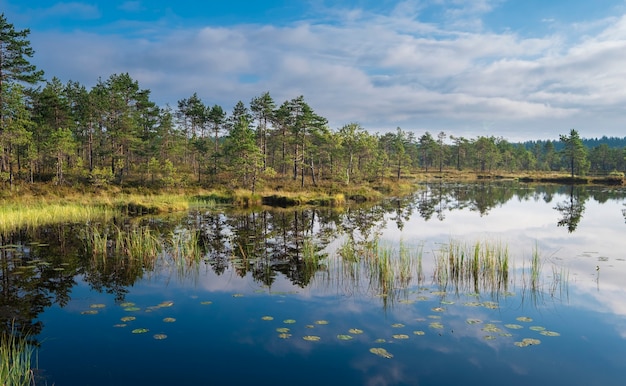 Mañana clara y limpia de verano en la reserva natural del pantano de Ozernoe en la región de Leningrado Rusia