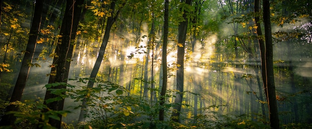 Foto mañana fresca en el bosque brumoso de verano.