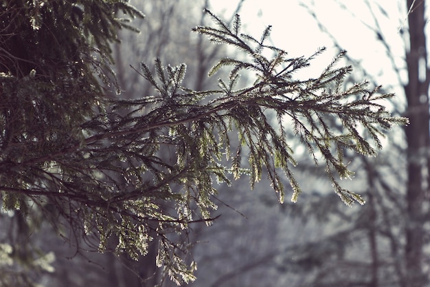 Mañana helada en un bosque de abetos