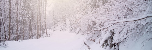 Mañana helada de invierno en el bosque nevado