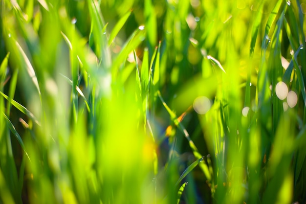 Mañana hierba verde en el sol con gotas de rocío y hermoso fondo bokeh.