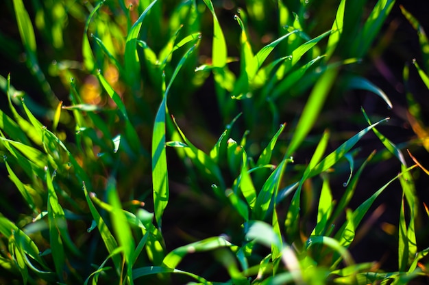 Mañana hierba verde en el sol con gotas de rocío y hermoso fondo bokeh.