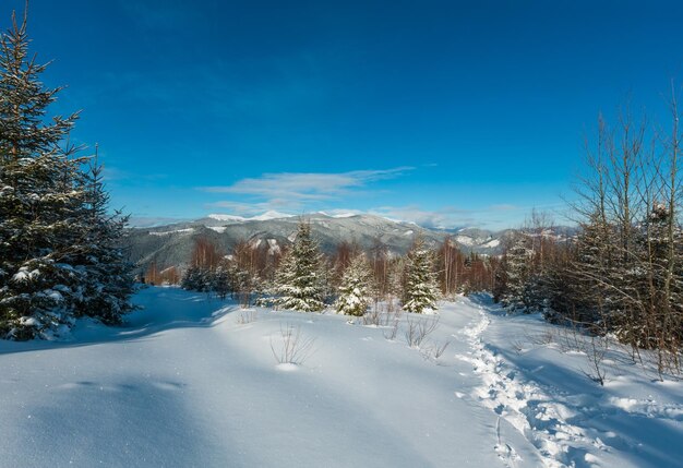 Mañana de invierno Montes Cárpatos Ucrania