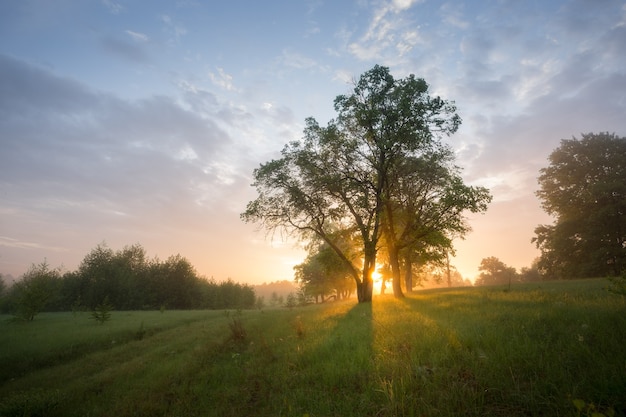 Mañana en la naturaleza, bosque verde, árboles al amanecer.