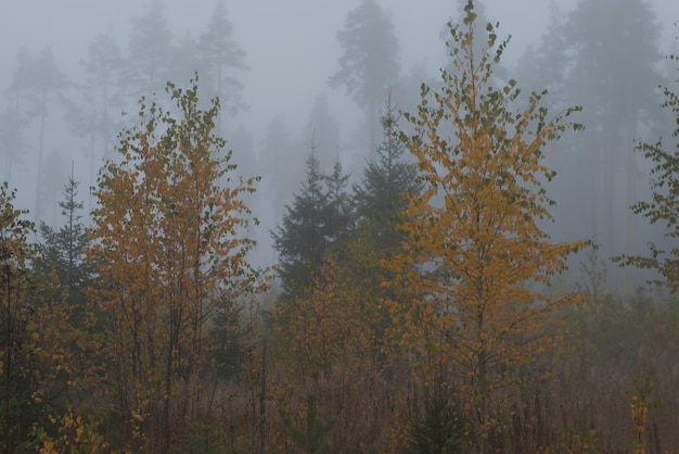 Mañana de niebla atmosférica en el bosque de otoño