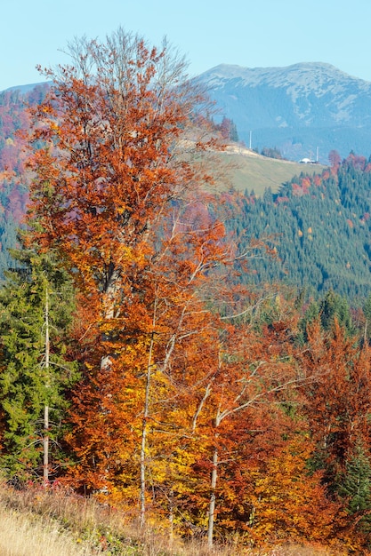 Mañana otoño paisaje de los Cárpatos