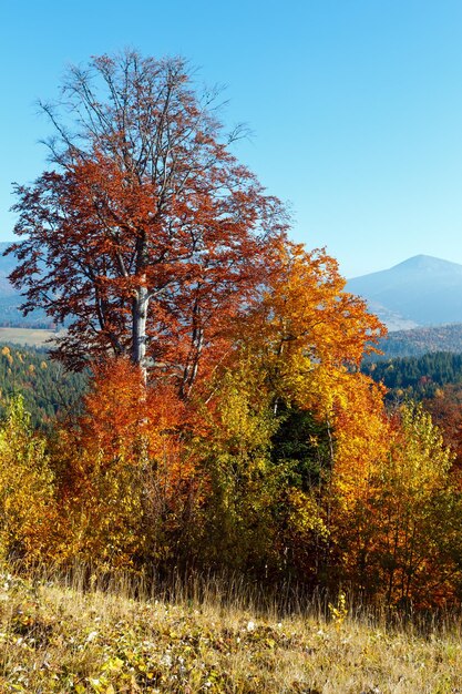 Mañana otoño paisaje de los Cárpatos