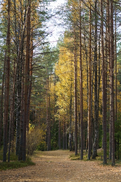 Mañana de otoño en el sendero del bosque en pinos y árboles cubiertos con hojas amarillas caen llegando al bosque