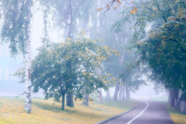 mañana de paisaje otoñal en la niebla / callejón en el parque de la ciudad, paisaje brumoso en la ciudad, árboles en la ciudad