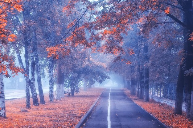 mañana de paisaje otoñal en la niebla / callejón en el parque de la ciudad, paisaje brumoso en la ciudad, árboles en la ciudad