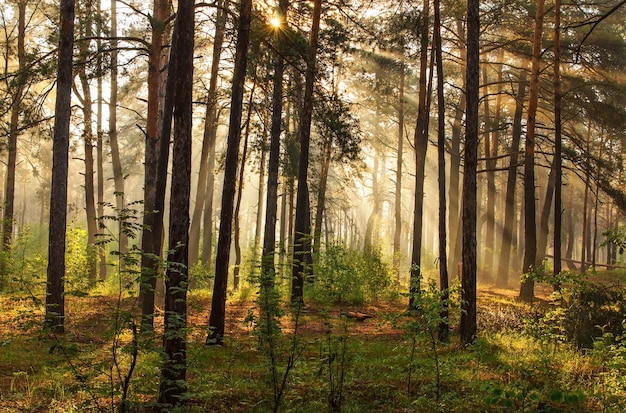 Mañana soleada en el bosque Los rayos del sol se abren camino a través de las ramas de los árboles