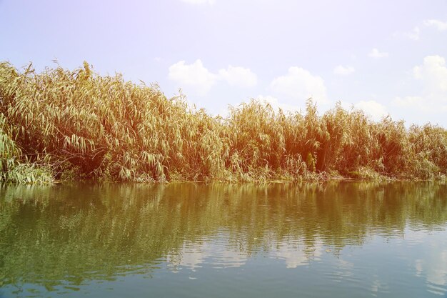 Mañana soleada de primavera en el prado cerca del río