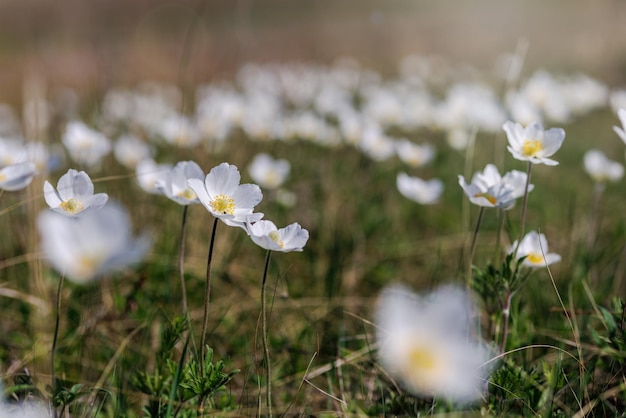 Mañana de verano o primavera Hermosas flores silvestres Enfoque selectivo Profundidad de campo reducida