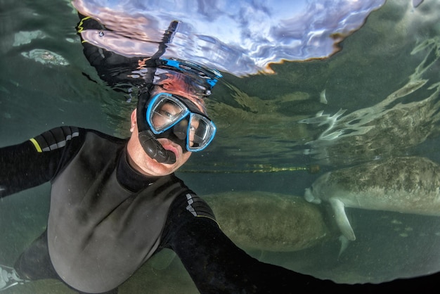 Foto manate da flórida retrato em close-up se aproximando de um mergulhador