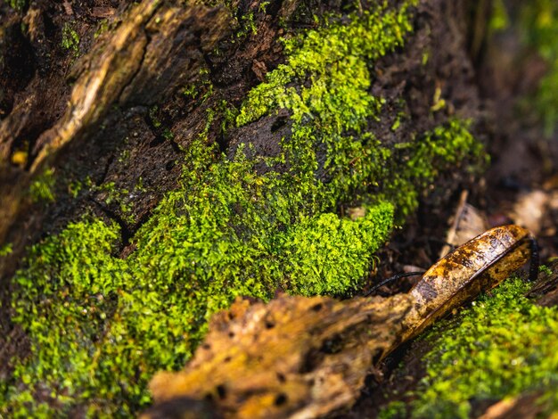 Foto mancha de fondo de musgo de bosque tropical en el árbol que crece desde puerto rico