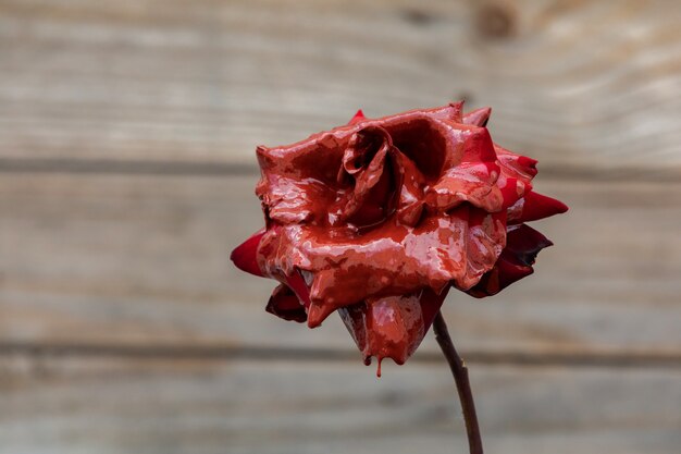 Manchado de rosas vermelhas com tinta