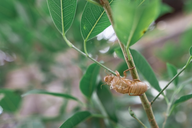 Manchas de cigarra en los arboles