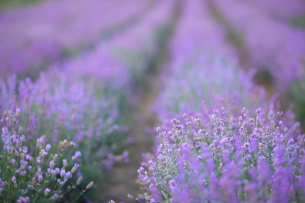 Manchas de lavanda em flor de violeta em terras agrícolas