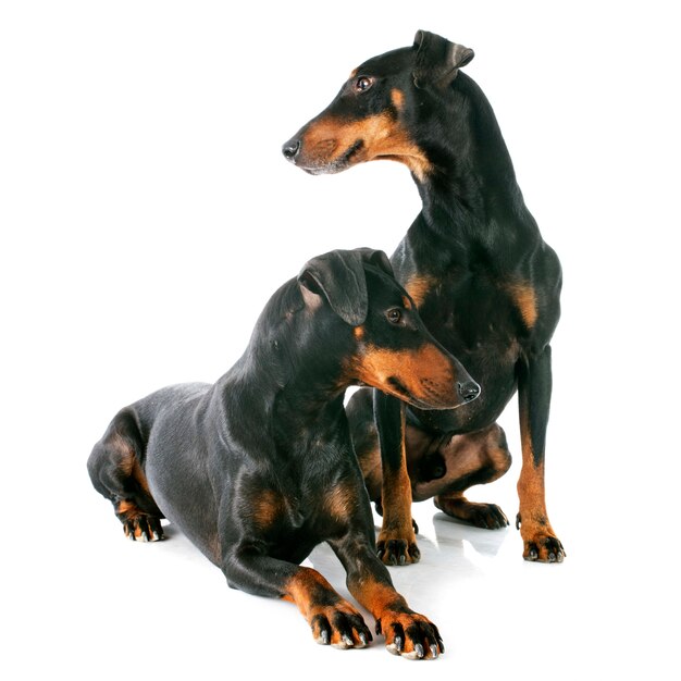 Manchester Terrier