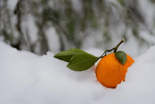 Mandarim na neve na floresta em close de inverno