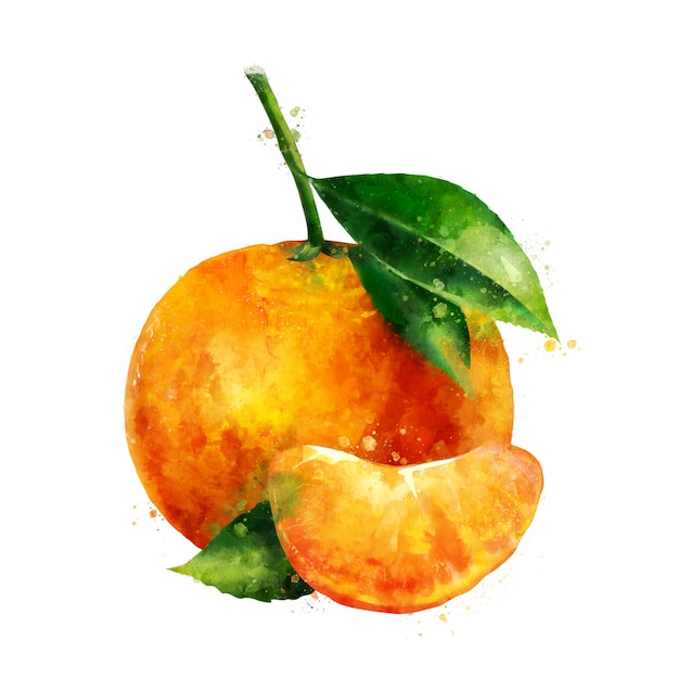 Mandarin. Aquarell Abbildung