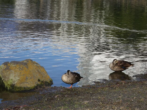 Mandarin-Enten auf dem See