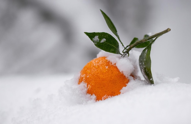 Foto mandarín en la nieve en el bosque en primer plano de invierno