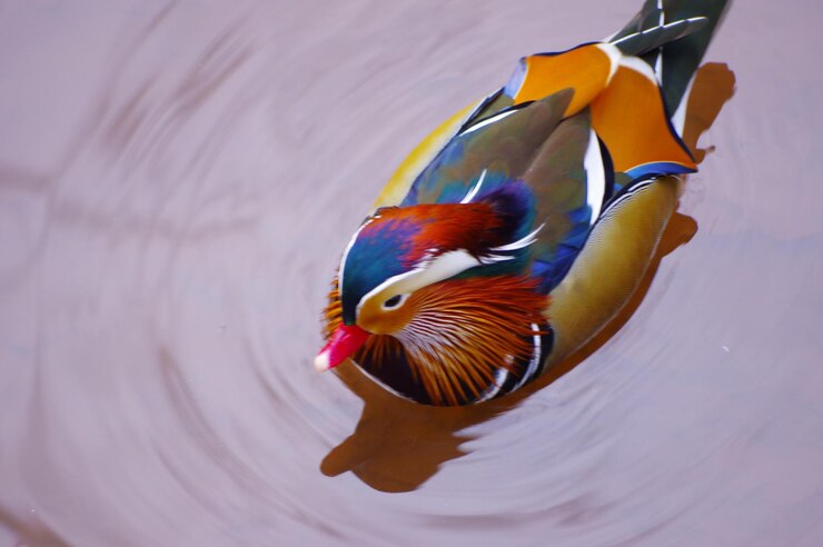 Foto mandarina duck