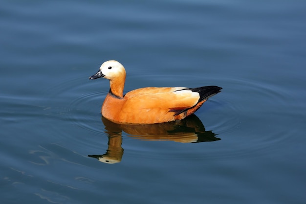 mandarina duck