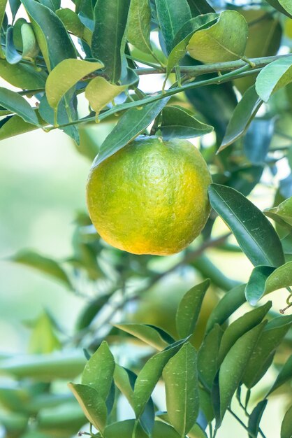 Mandarina fresca en el árbol en el huerto del jardín de naranjos con luz de fondo del sol.