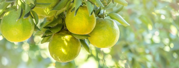 Mandarina fresca en el árbol en el huerto del jardín de naranjos con luz de fondo del sol.