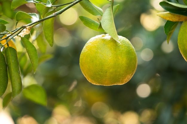 Mandarina fresca en el árbol en el jardín de los naranjos con luz de fondo del sol