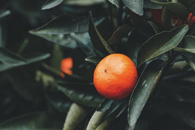 Mandarina madura en la rama de un árbol rodeada de hojas verdes