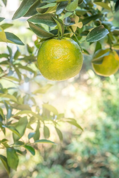 Mandarina mandarina madura fresca en el árbol en el huerto del jardín de naranjos con luz de fondo del sol.