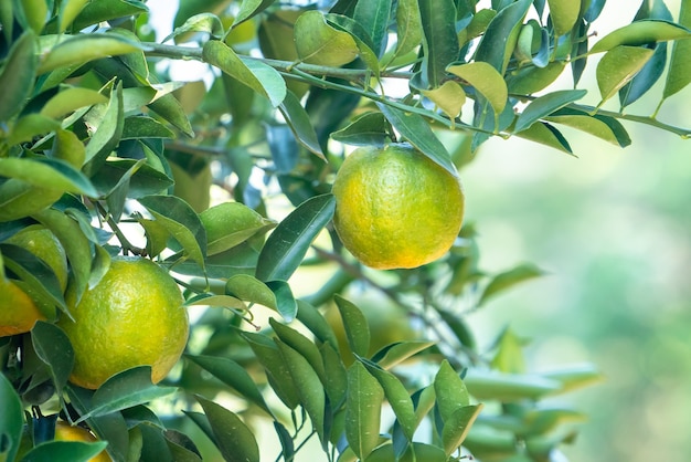 Mandarina mandarina madura fresca en el árbol en el huerto del jardín de naranjos con luz de fondo del sol.