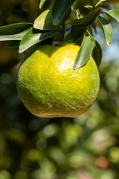 Mandarina mandarina madura fresca en el árbol en el huerto del jardín de naranjos con luz de fondo del sol.