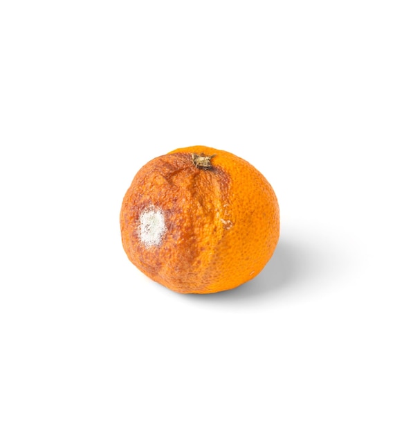 Mandarina mohosa sobre un fondo blanco.