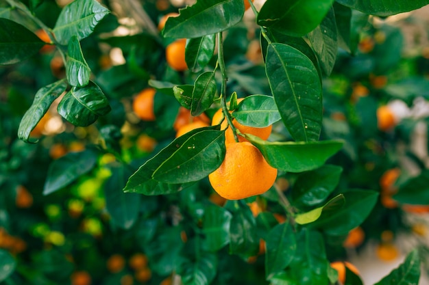 Mandarina naranja en el árbol mandarina madura mandarina montenegrina