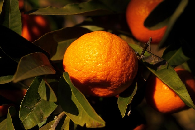 Mandarina naranja en el árbol