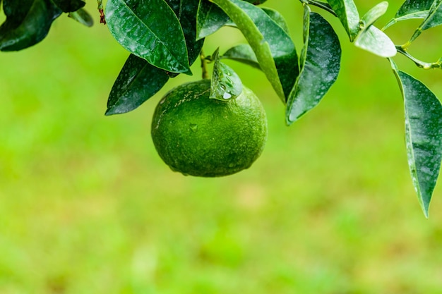 Mandarina verde en árbol en el huerto